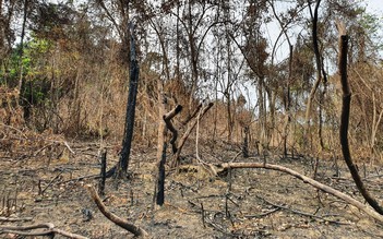 Vụ đốt thực bì gây cháy rừng Quảng Nam: Khởi tố 2 giám đốc, 1 nhân viên