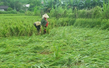 Quảng Bình: Sau 2 ngày mưa lớn, H.Bố Trạch thiệt hại gần 100 ha lúa sắp vào vụ