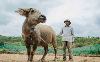 Cách chăn trâu bò kỳ lạ: Thả vào... rừng để thịt ngon, bà con đôi lần mất lòng nhau