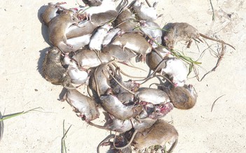 Nông dân thấp thỏm ngày đêm đặt bẫy trước hàng ngàn con chuột kéo về