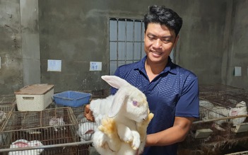 Chàng trai nuôi "thỏ Tây" kiếm được gần 100 triệu đồng/tháng