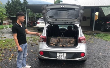Quảng Trị: Bắt giữ ô tô chở 66 con dúi không rõ nguồn gốc