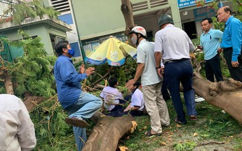 Cây xanh đè chết học sinh, Hà Nội rà soát hệ thống cây xanh trong trường học