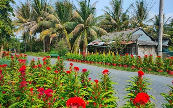 Làng hoa Cái Mơn bắt đầu khoe sắc, chờ người đến 'check-in'