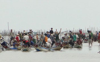 Hàng trăm người dân đổ xô đi cào nghêu giống