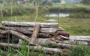 Dân tố cán bộ giữ rừng cho người dân vào chặt hạ cây rừng