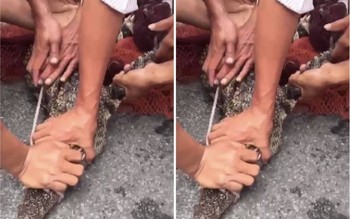 Cà Mau: Bắt 2 con cá sấu sổng chuồng