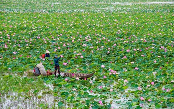 'Đất Sen hồng' Đồng Tháp phát triển thương hiệu sen