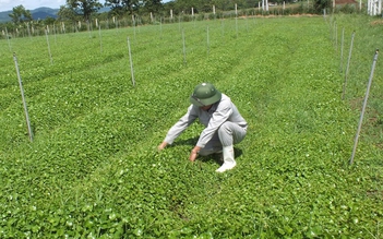 Nước rau má phiên bản đóng chai