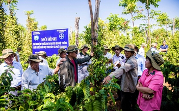 Bayer hỗ trợ giải pháp tái canh cà phê thành công