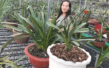 Phương pháp chăm sóc lan giống phát triển khỏe mạnh của chủ vườn Nguyễn Ngọc Phương Anh