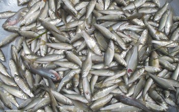 Sôi động chợ cá linh nung núc mùa nước nổi ở miền Tây