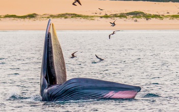 Du lịch Bình Định tính chuyện dài lâu với cá voi