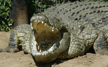 Bắt sống cá sấu 'khủng' dài 5m, nặng 1 tấn ở Úc