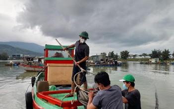 Dỡ lồng bè tự phát ở vịnh Mân Quang, trăm tấn cá tươi rói... không ai mua