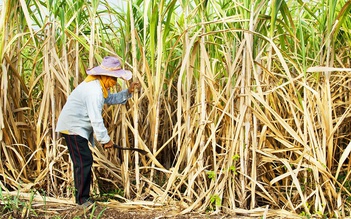 Bộ Công thương tổ chức tham vấn điều tra chống bán phá giá đường từ Thái Lan