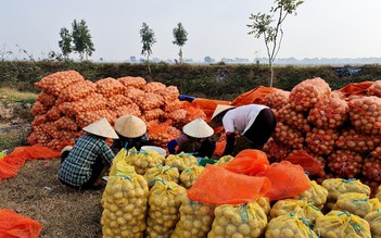 Đổi giống mới, nông dân trồng khoai tây 'thắng lớn'