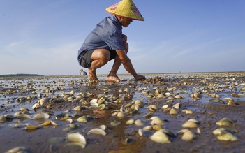 Thái Bình: Ngao chết trắng bãi do chìm tàu chở dầu, người dân thâu đêm chôn lấp