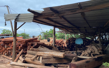 Gia Lai: Bắt chủ doanh nghiệp tàng trữ, mua bán gỗ trái phép