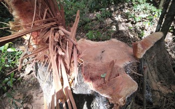 Gia Lai: Rừng phòng hộ Kon Chro liên tục bị đốn hạ