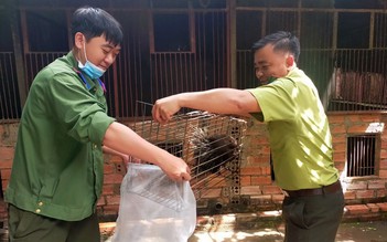 Bình Phước: Người dân tự nguyện giao nộp 25 con nhím để thả về rừng