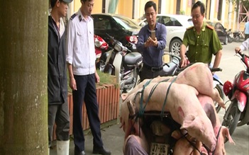 Bắt quả tang, một xe máy 4 lần vận chuyển thịt lợn thối