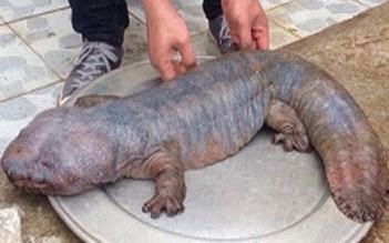 “Quái vật” ở Vĩnh Phúc là không có thật