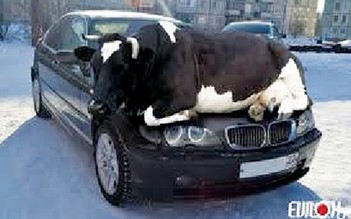 Truy tìm 4 con bò tấn công xe BMW