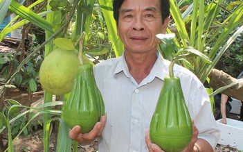 Liên kết làm giàu: Nông dân liên kết... tạo hình bưởi