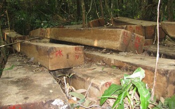 Phát hiện thêm bãi gỗ lậu gần trạm quản lý bảo vệ rừng