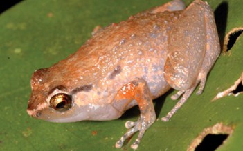 Phát hiện 2 loài ếch mới ở New Guinea