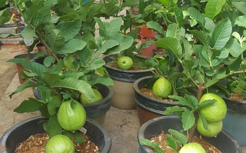 Giống ổi mới trồng trong chậu nhỏ cho nhiều trái