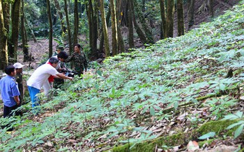 Cán bộ BQL rừng phòng hộ nhổ trộm vườn sâm Ngọc Linh