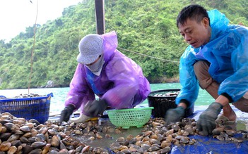 Hiểm nguy nghề lặn biển