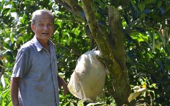 Phất lên nhờ chuyên canh cây mít ruột đỏ