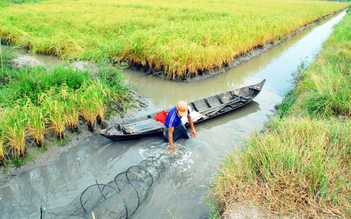 Gạo Việt gặp khó