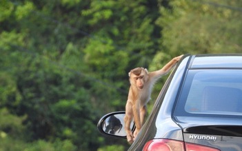 Cư dân mạng quan tâm: Cảnh báo du khách không nên cho khỉ ăn