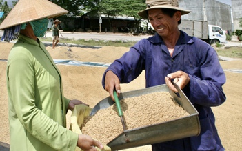 Mùa lúa 'hoàn hảo' ở miền Tây