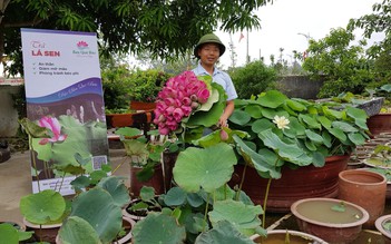 Đưa sen ra thế giới