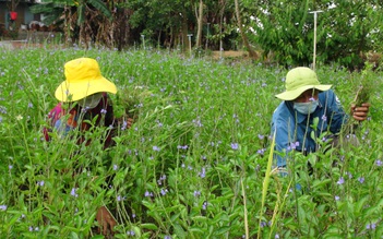 Thơm thảo từ những vườn thuốc nam thiện nguyện