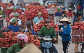 Rau quả luẩn quẩn chờ giải cứu: Áp lực bán tươi trong mùa vụ ngắn