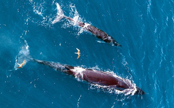 Cá voi ở biển Đề Gi