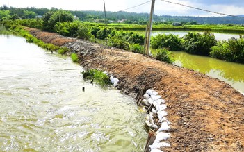 Hơn 17 ha đất ruộng bỏ hoang