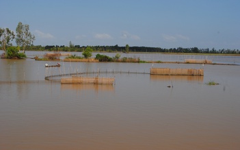 Thả dớn đón cá linh non