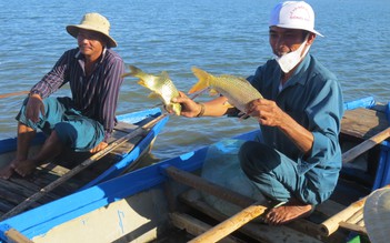 Mưu sinh trên đầm An Khê: Vũ điệu cuộc sống