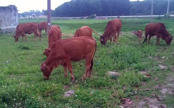 Ngăn chặn trâu bò thẩm lậu vào Việt Nam