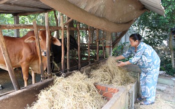 Nhờ Quỹ hỗ trợ cộng đồng David Dương, vườn người nông dân xanh mướt cây trái