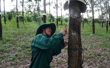 Đứng lên từ bom đạn