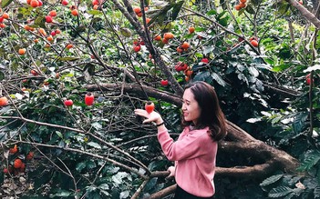 Cô gái 23 tuổi bỏ công việc văn phòng tại Hà Nội vào Đà Lạt trồng hồng