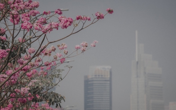 Ngắm hoa kèn hồng tháng 3 qua góc ảnh của chàng trai Sài Gòn